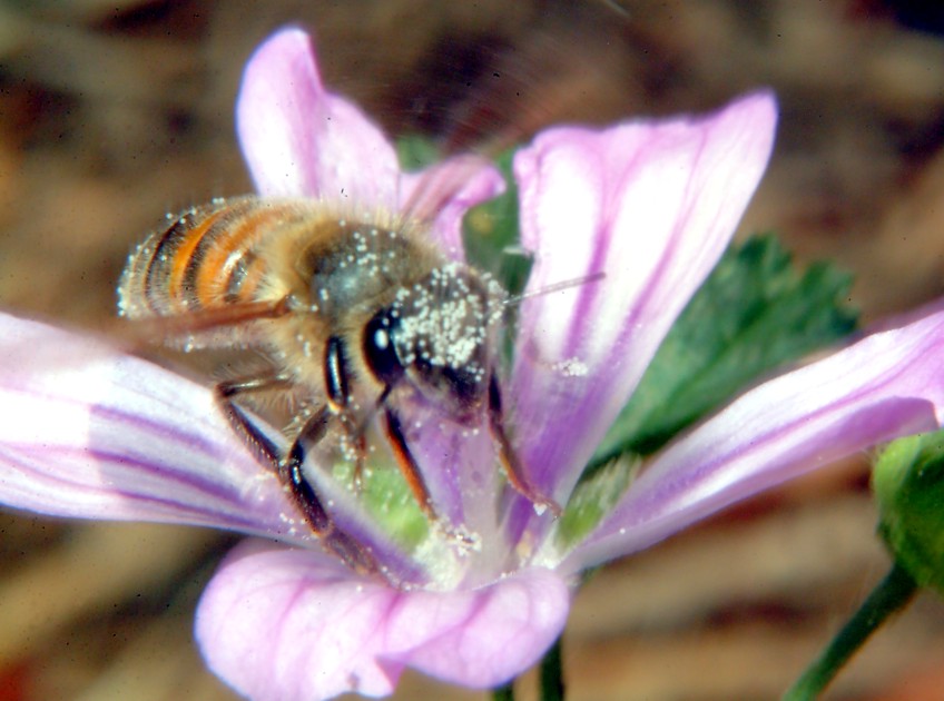 Macrofotografia (anche per micologi)